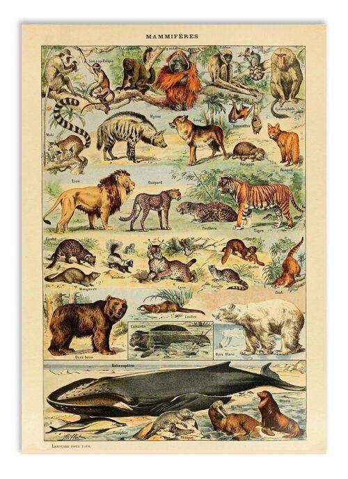 Postcard Vintage Mammals - Adolphe Millot