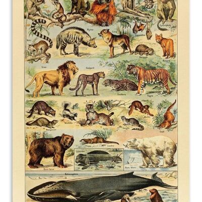 Postcard Vintage Mammals - Adolphe Millot