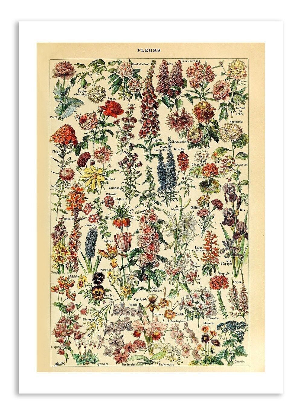 Postkarte Vintage Blumen - Adolphe Millot