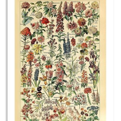 Postcard Vintage Flowers - Adolphe Millot