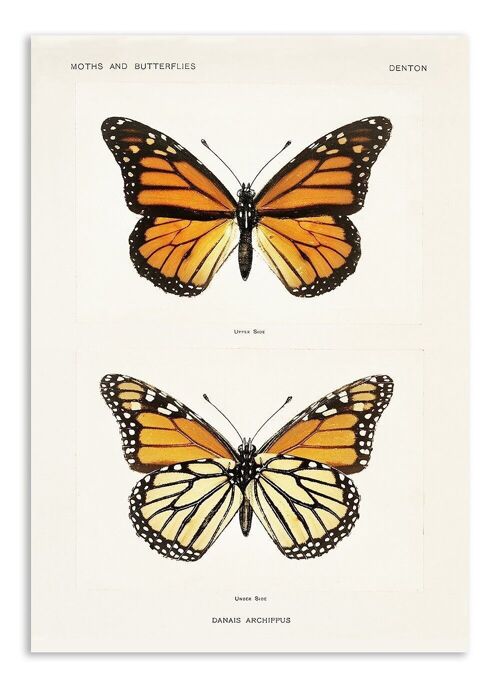 Postcard Vintage Monarch Butterfly