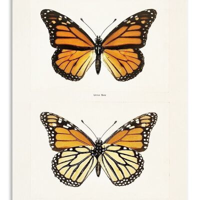 Postcard Vintage Monarch Butterfly