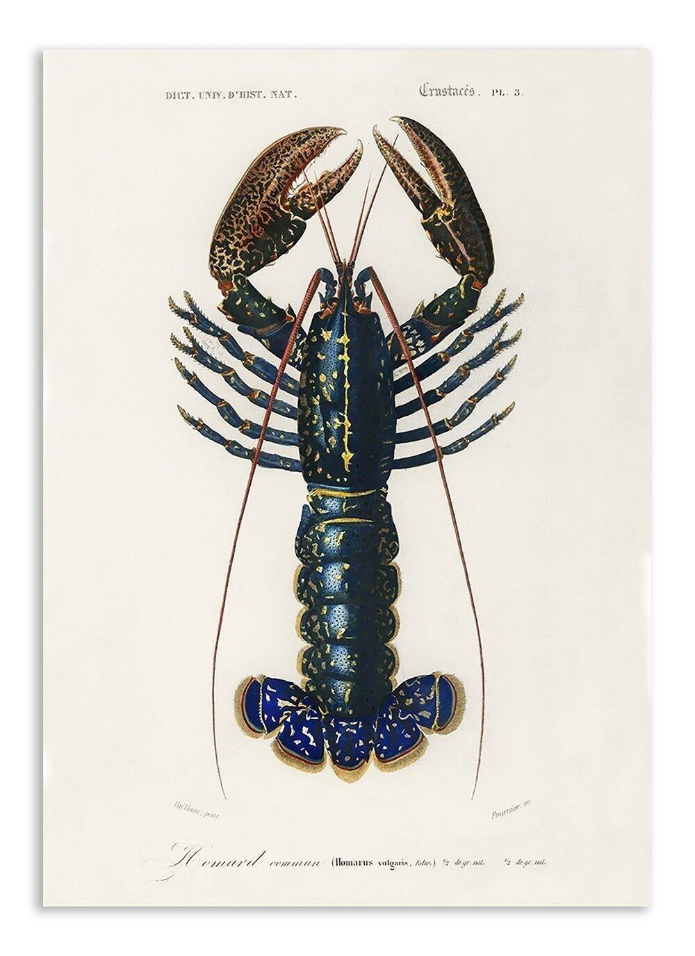 Carte Postale Homard Vintage