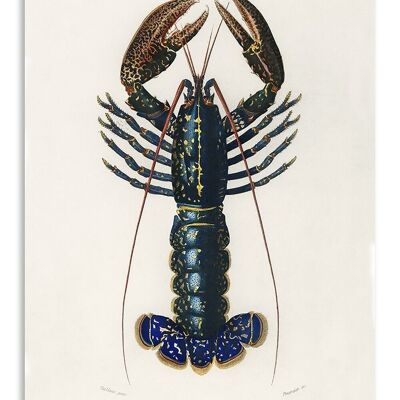 Postcard Vintage Lobster