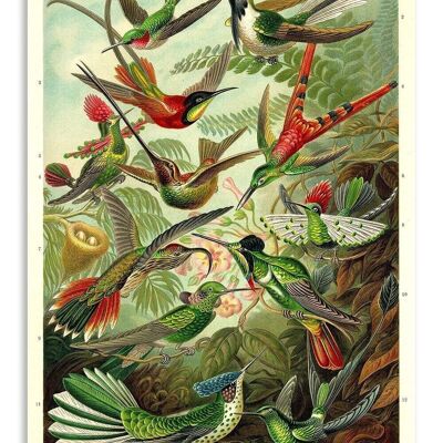 Carte Postale Vintage Colibris - Ernst Haeckel
