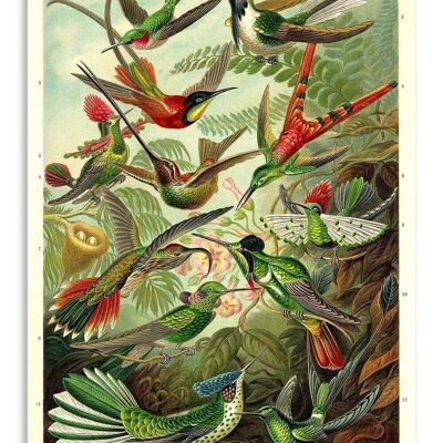 Postcard Vintage Hummingbirds - Ernst Haeckel