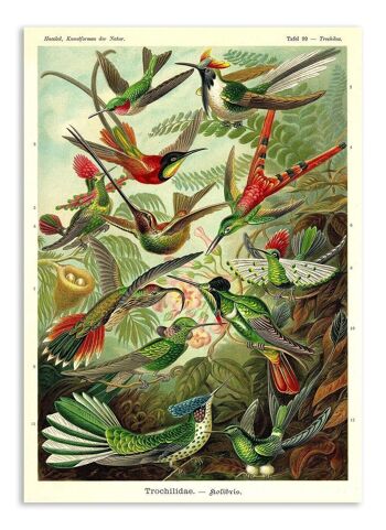 Carte Postale Vintage Colibris - Ernst Haeckel 1