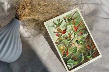 Carte Postale Vintage Colibris - Ernst Haeckel 2