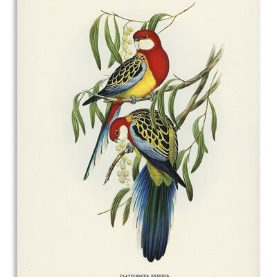 Postcard Vintage Parakeets