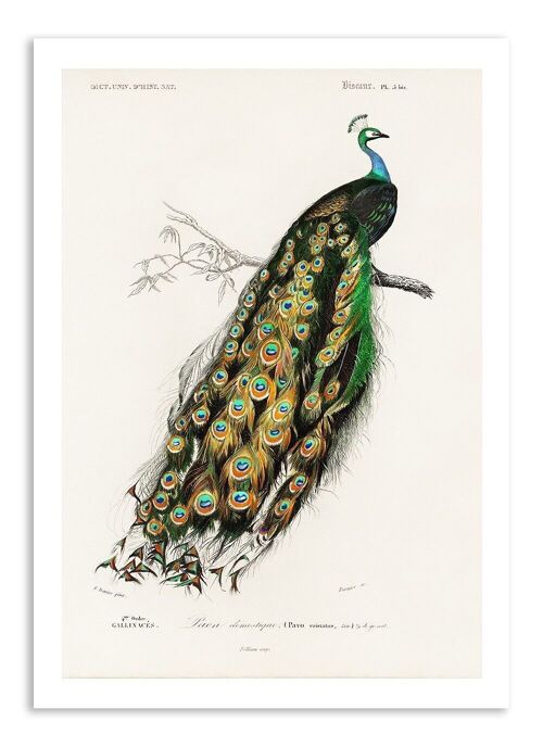 Postcard Vintage Indian Peacock