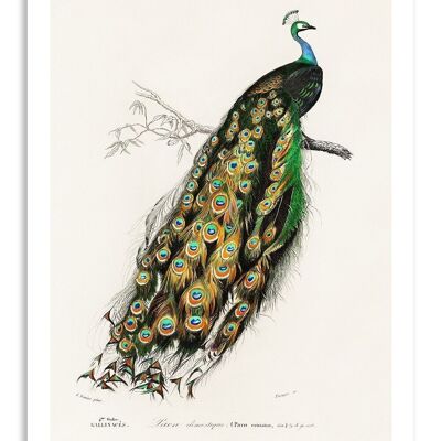 Postcard Vintage Indian Peacock