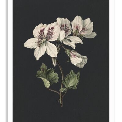 Carte de Voeux Fleur Fond Foncé - Botanique