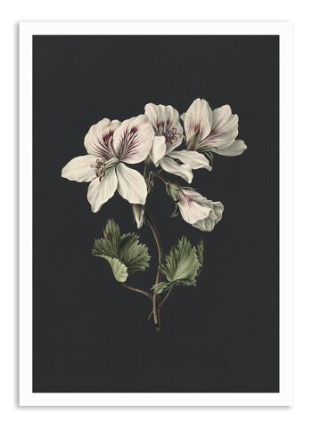 Carte de Voeux Fleur Fond Foncé - Botanique 1