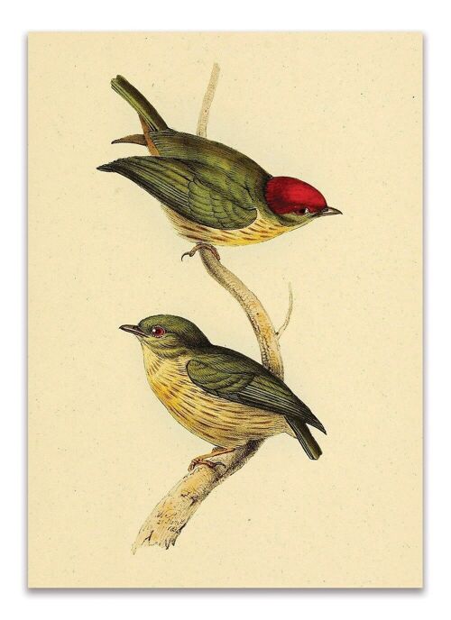 Postcard Vintage Sparrows
