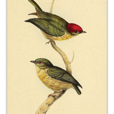 Postcard Vintage Sparrows