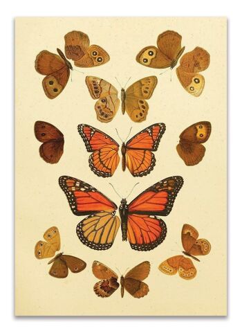 Carte Postale Vintage Papillons 1