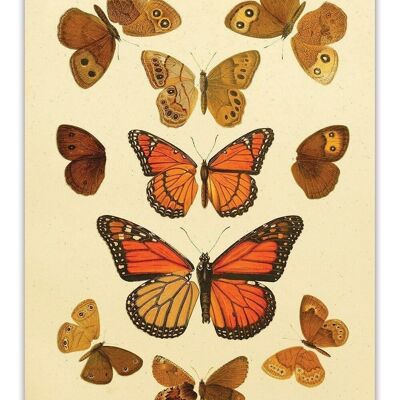 Postcard Vintage Butterflies