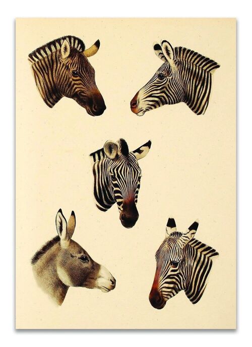 Postcard Vintage Zebras - Retro