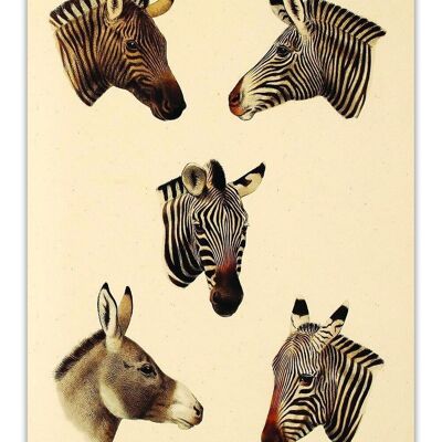Postkarte Vintage Zebras - Retro