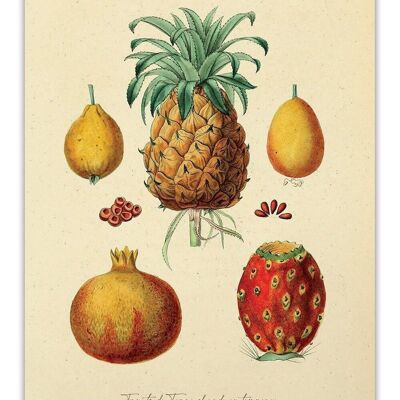 Postal Variedades de Frutas - Vintage