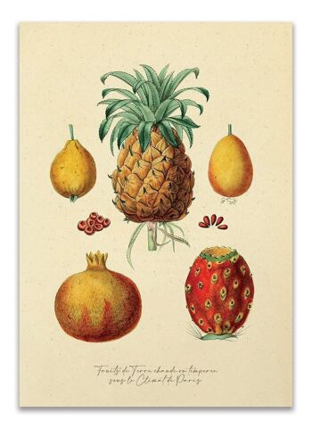 Carte postale Variétés de fruits - Vintage 1