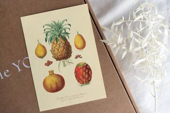 Carte postale Variétés de fruits - Vintage 2