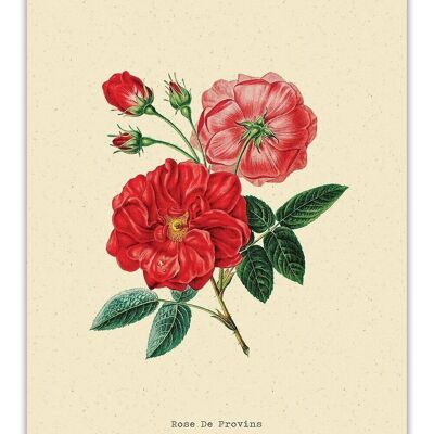 Postal Botánica Rosa - 'Rose'