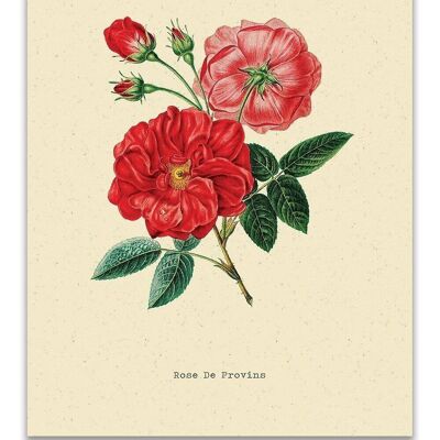 Postcard Botanical Rose - 'Rose'