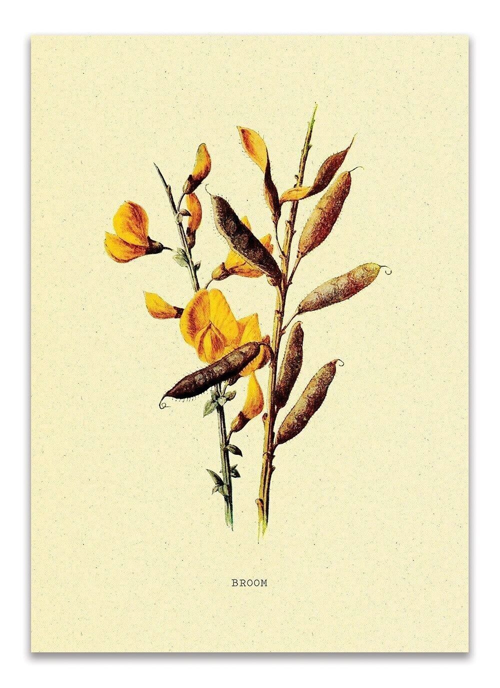 Carte Postale Vintage Brem - 'Balai'