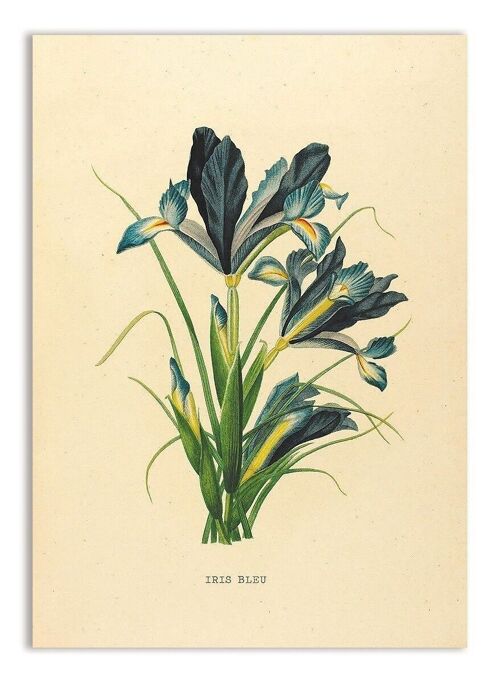 Postcard Blue Iris - 'Iris Bleu'