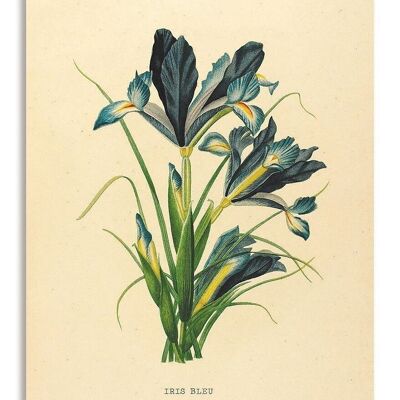 Postcard Blue Iris - 'Iris Blue'