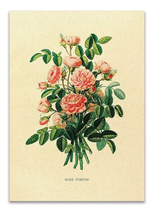 Postcard Vintage Rose - 'Rose Pompon'
