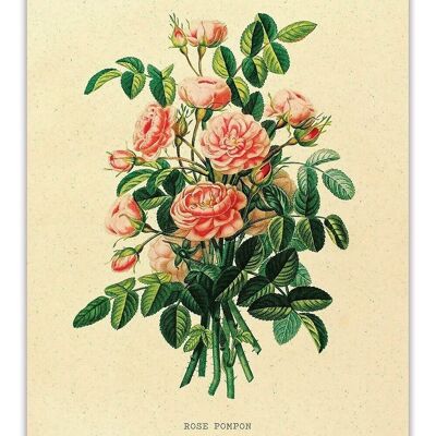 Postkarte Vintage Rose - 'Rose Pompon'