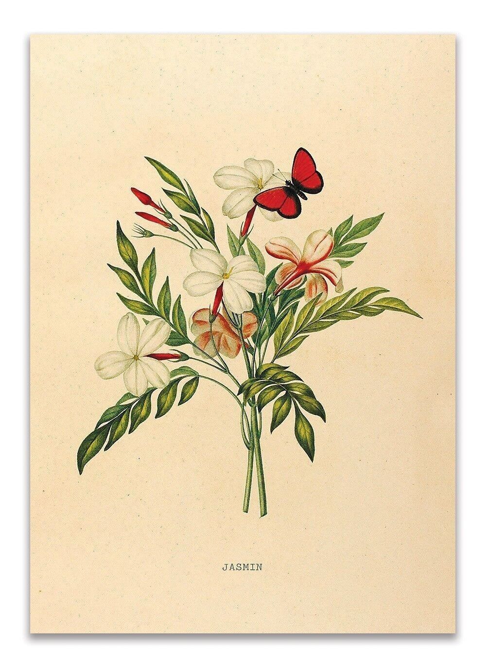 Carte Postale Jasmin Botanique - 'Jasmin'