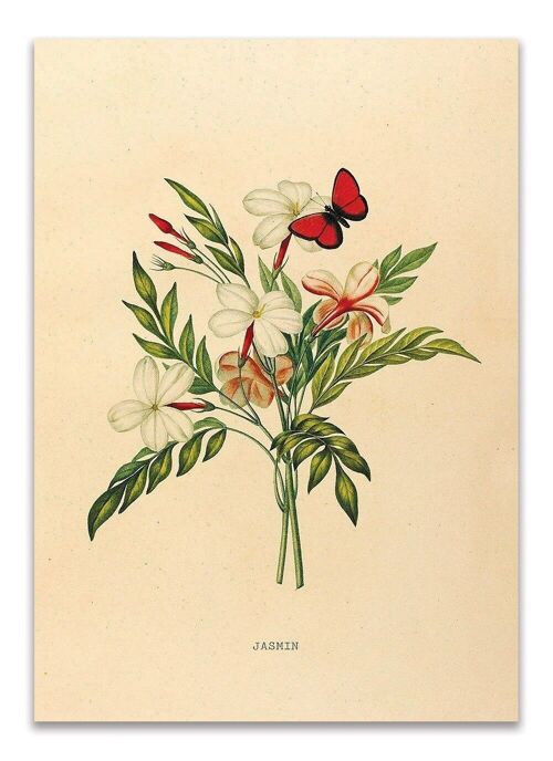 Postcard Botanical Jasmine - 'Jasmin'