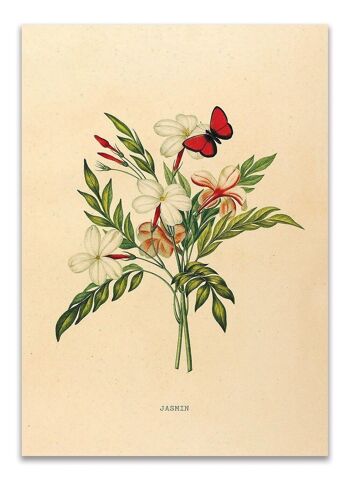 Carte Postale Jasmin Botanique - 'Jasmin' 1