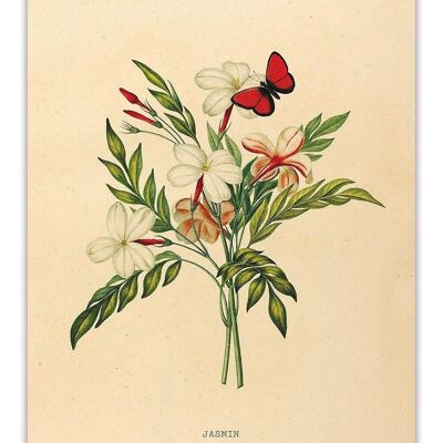 Postcard Botanical Jasmine - 'Jasmin'