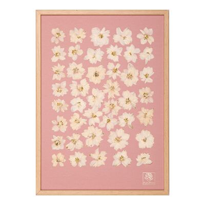 Herbier de fleurs séchées - Ecume - Pastel pink