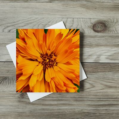 Gazania arancione