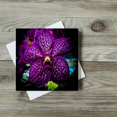 Orhid púrpura