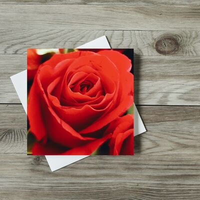 Rote Rose (1041Rose2)
