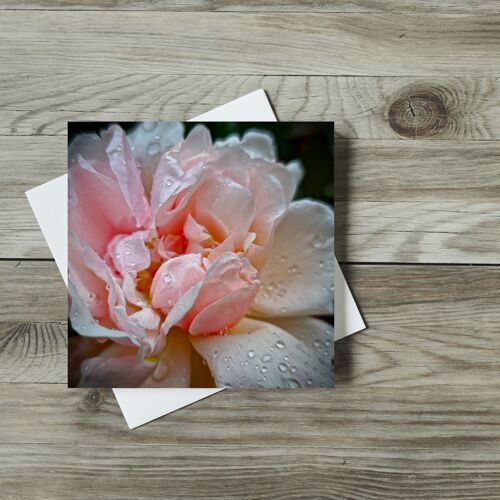 Stunning Pink Peony with droplets