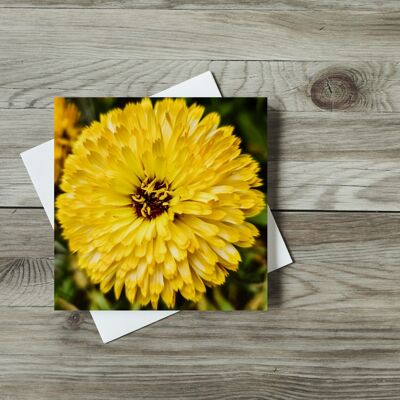 Gazania jaune