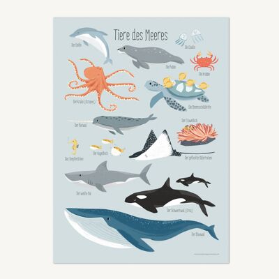Animales del mar, cartel - DIN A3