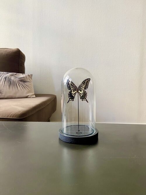 Petite cloche allongée papillon Xuthus