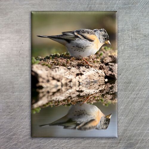 Photo magnets, Fotomagnet, 7048