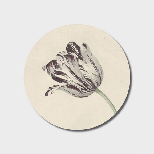 Wall Circle | Tulip bend