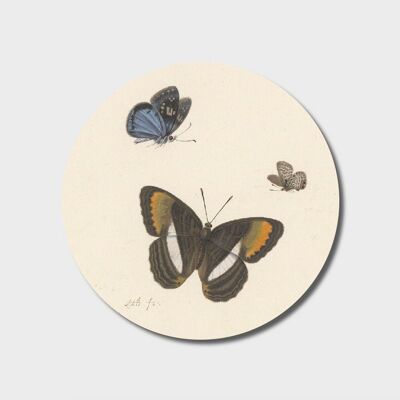Cercle mural | Papillons vivants