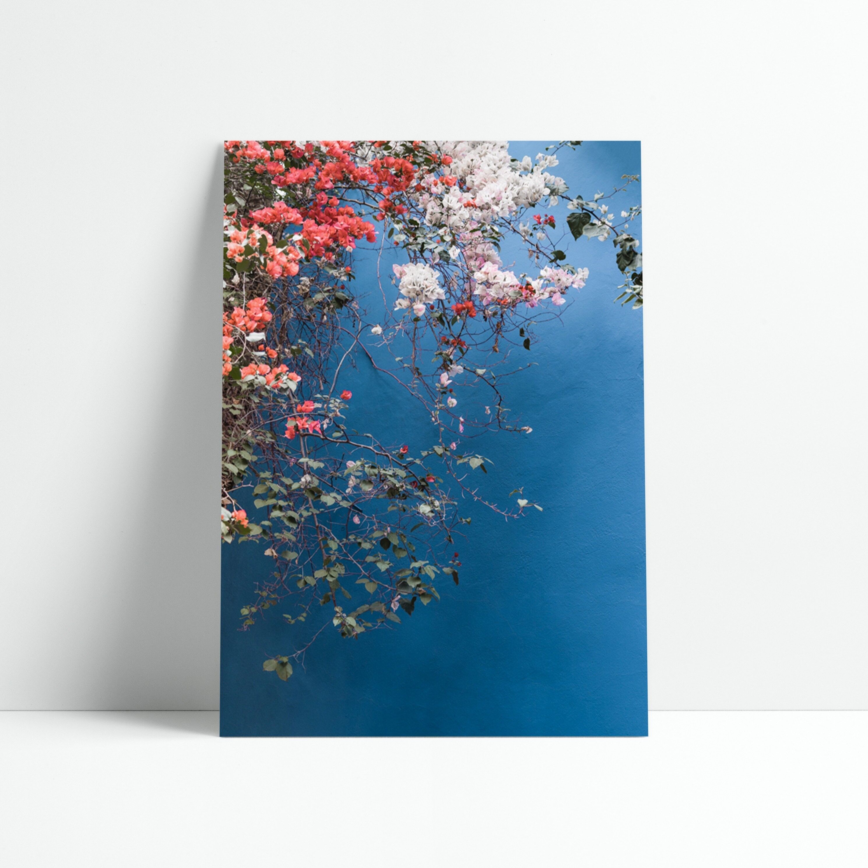 Poster 30x40 cm - BOUGAINVILLEA N.2