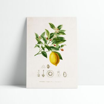 Affiche 30x40 cm –  Planche Botanique – Citron 1